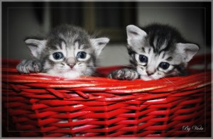 kittens