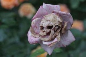A decaying rose