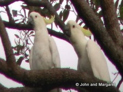 Cockatoo's