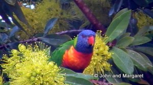 Rainbow Lorikeet in a Golden Penda tree
