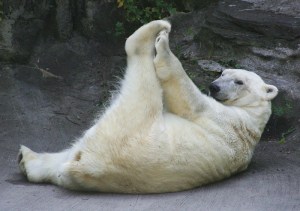 POLAR BEAR