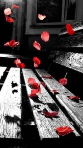 petals on a bench