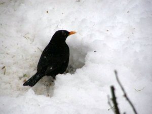 16880_242810402549_709832549_3263959_5933511_n