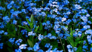 Forget-me-nots