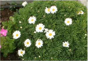 daisies