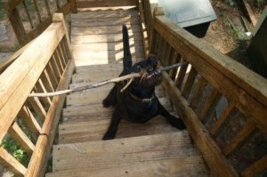 Ermilia dog-with-stick-having-trouble-getting-up-stairs