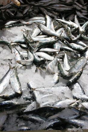 sardines