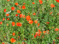 Poppies