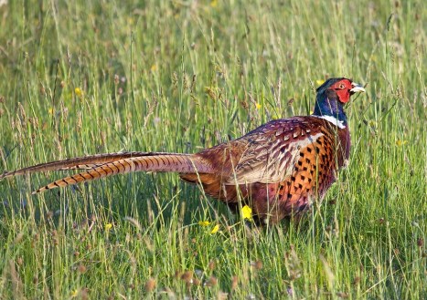 Pheasant