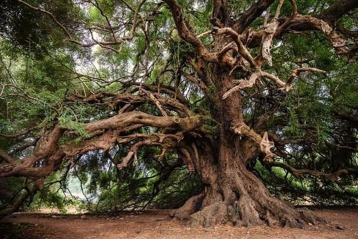 THE MURGAL TREE | johnandmargaret1607